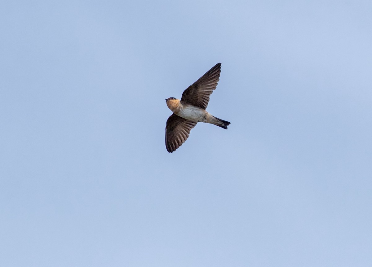 Cave Swallow (Texas) - ML186313051