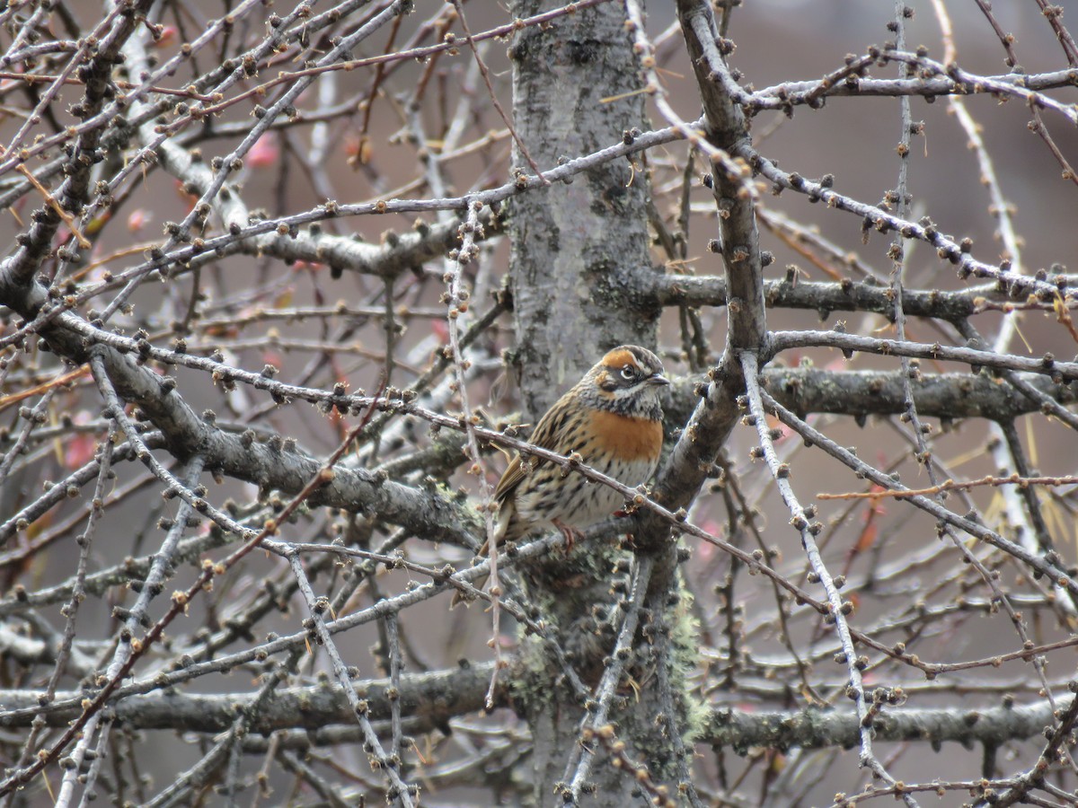 Rufous-breasted Accentor - ML186313391