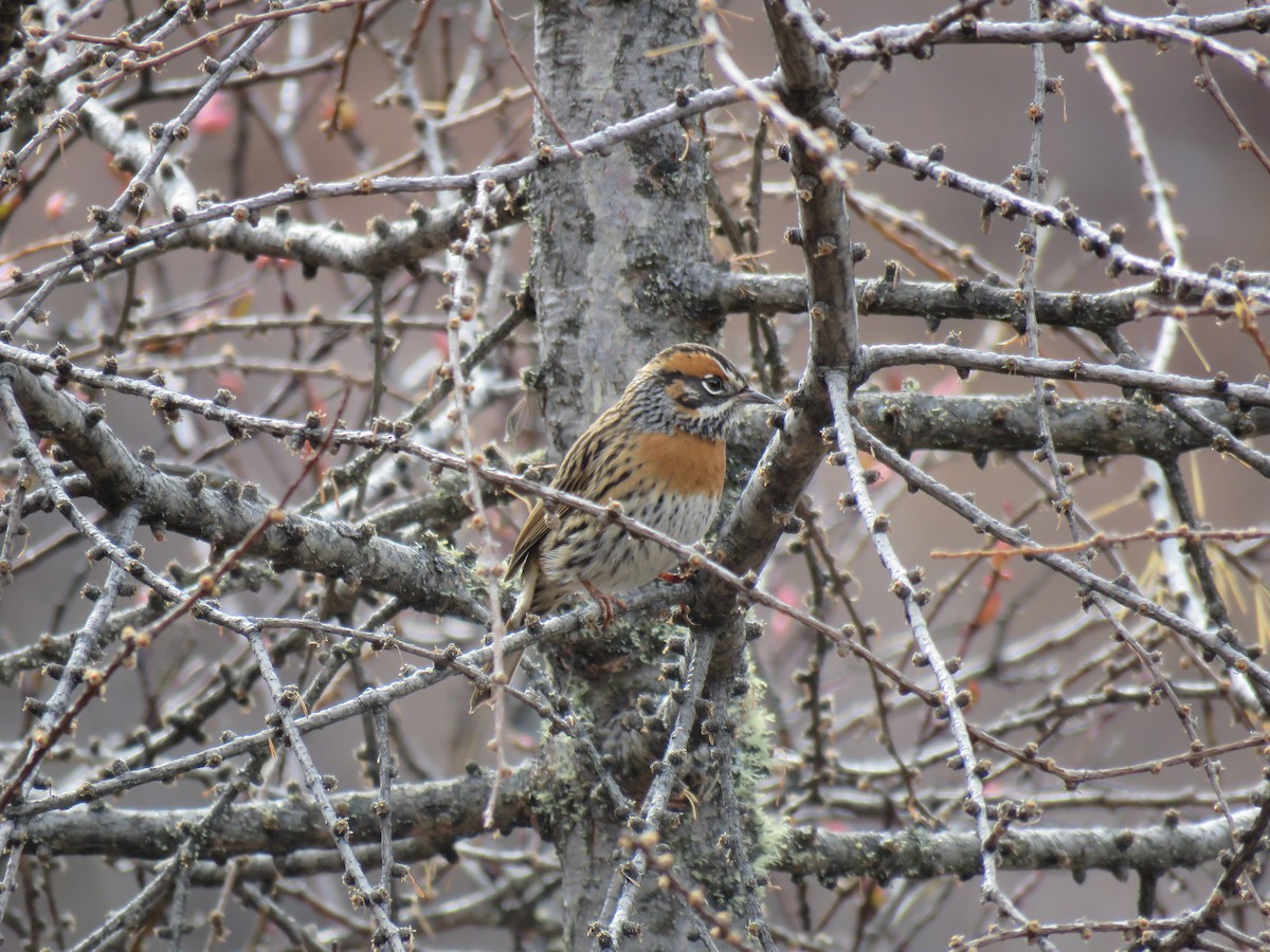 Rufous-breasted Accentor - ML186313431