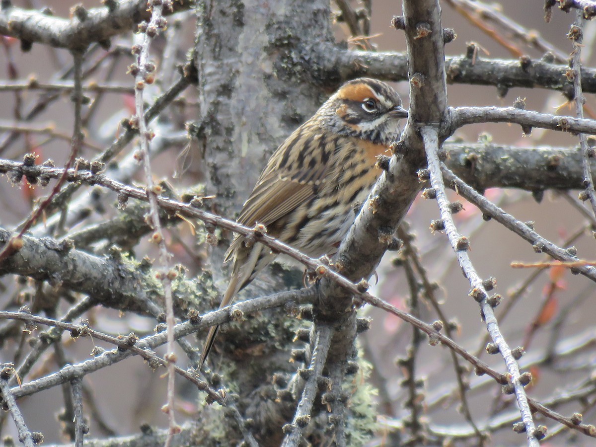 Rufous-breasted Accentor - ML186313501