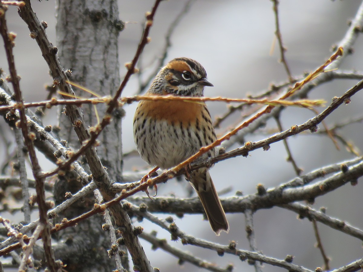 Rufous-breasted Accentor - ML186313541