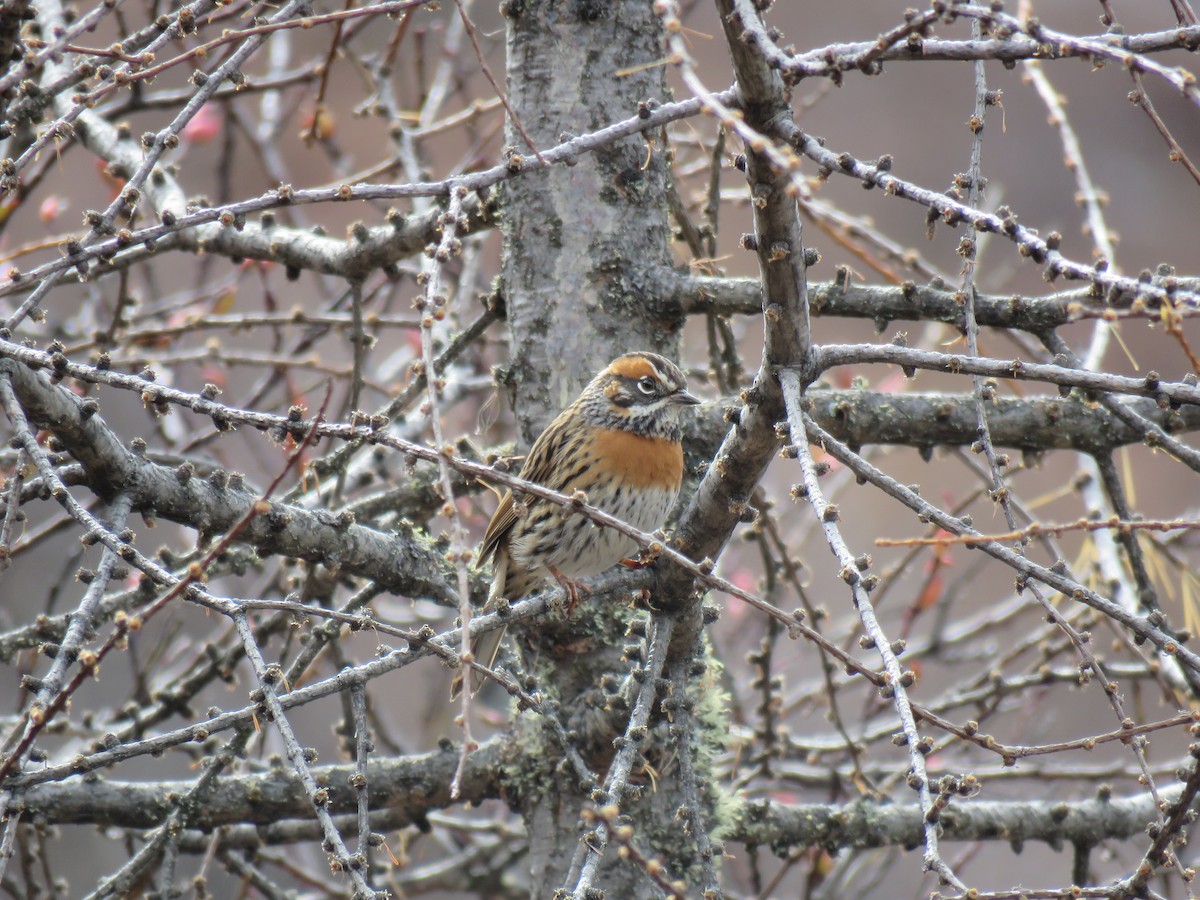 Rufous-breasted Accentor - ML186313601