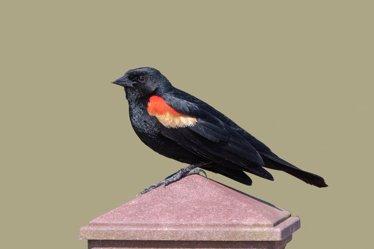 Red-winged Blackbird - ML186313621