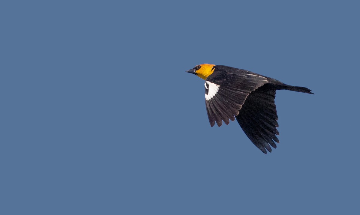 Yellow-headed Blackbird - ML186314441