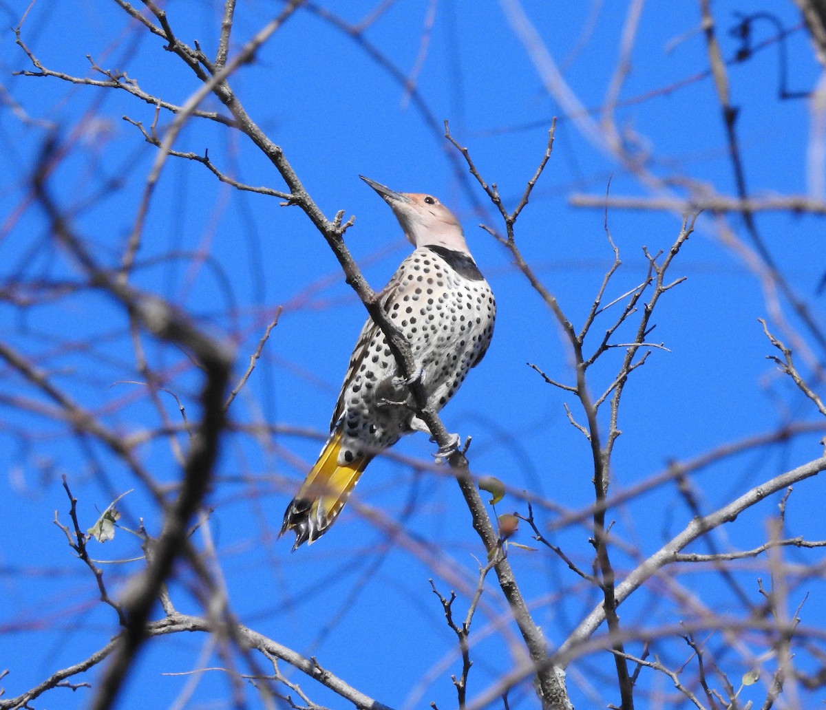 Northern Flicker (Yellow-shafted) - Cristians Rivas