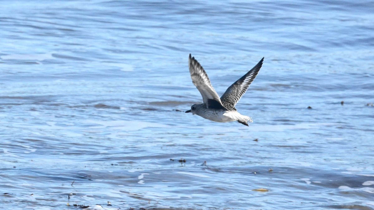 Black-bellied Plover - Barry Day