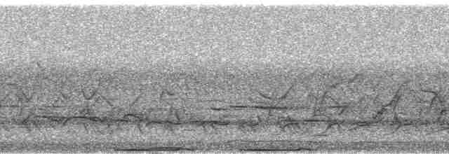 holub pásochvostý - ML18632