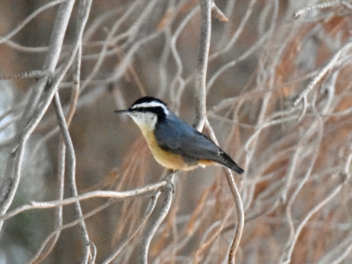 Red-breasted Nuthatch - ML186322881
