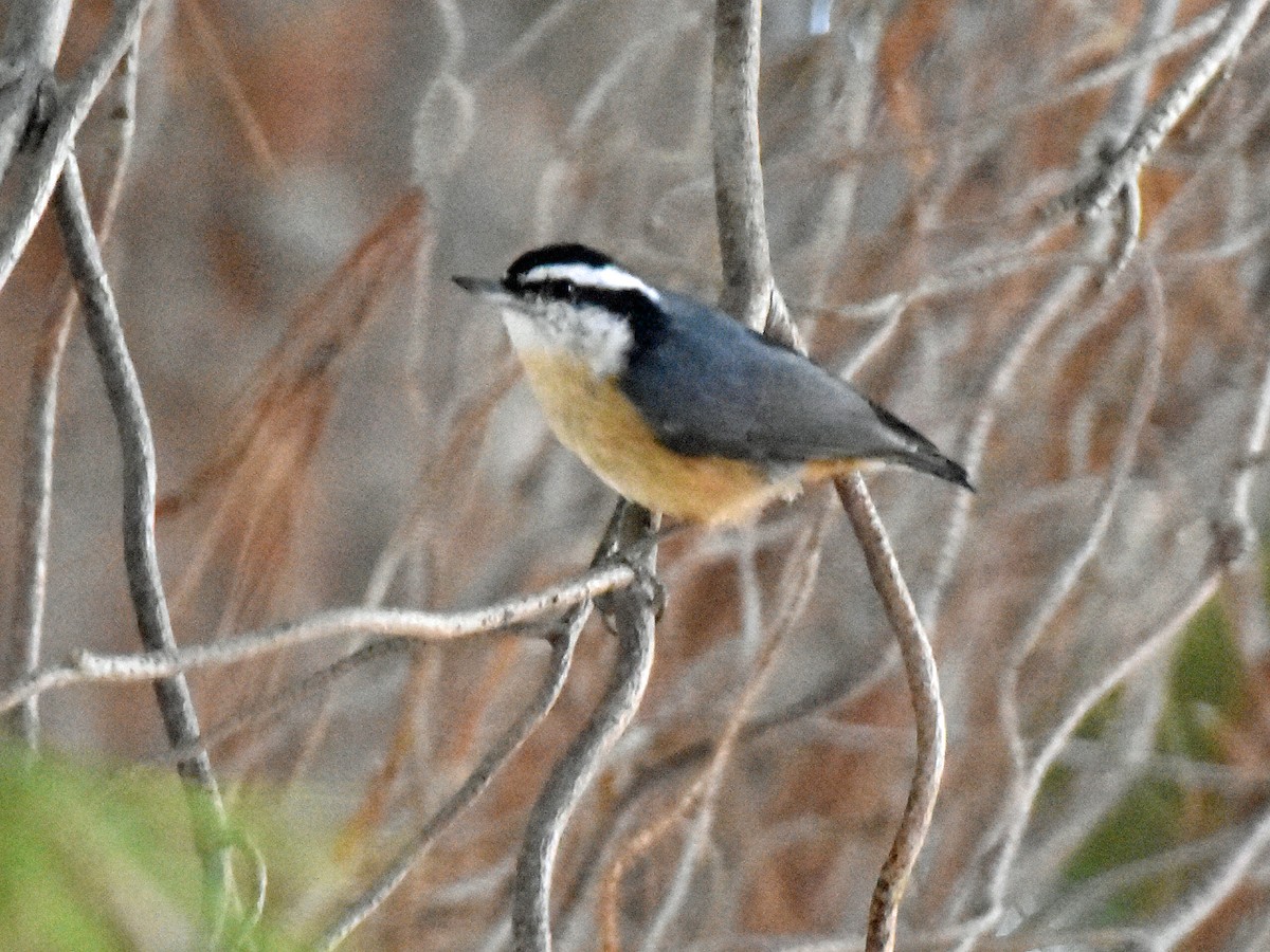 Red-breasted Nuthatch - ML186323171