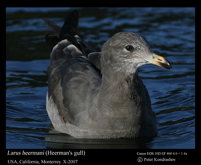 Heermann's Gull - ML186323691