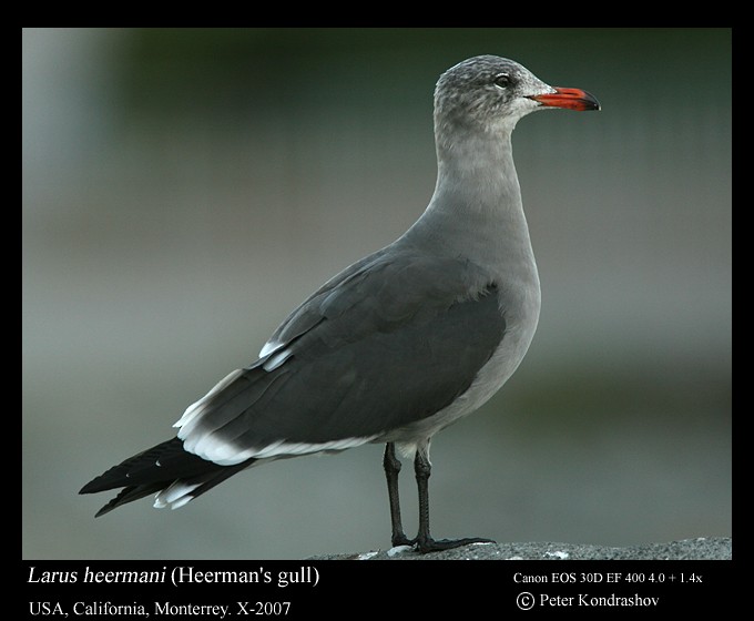 Heermann's Gull - ML186323701