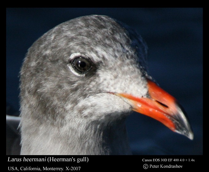 Heermann's Gull - ML186323711