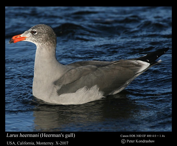 Heermann's Gull - ML186323721