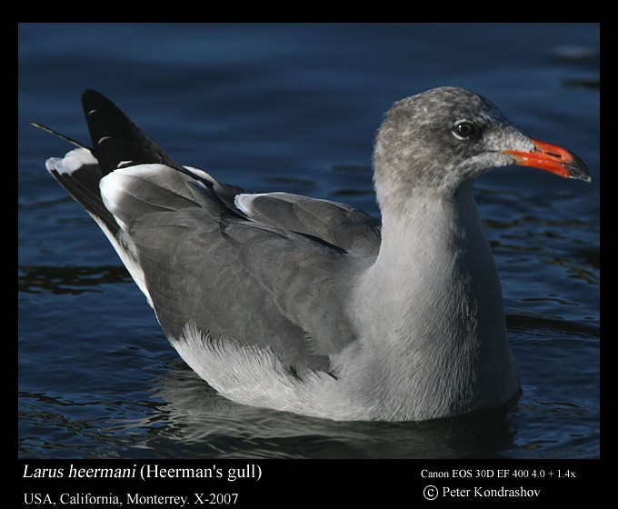 Heermann's Gull - ML186323731