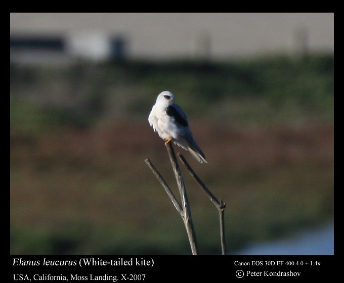 White-tailed Kite - ML186323811