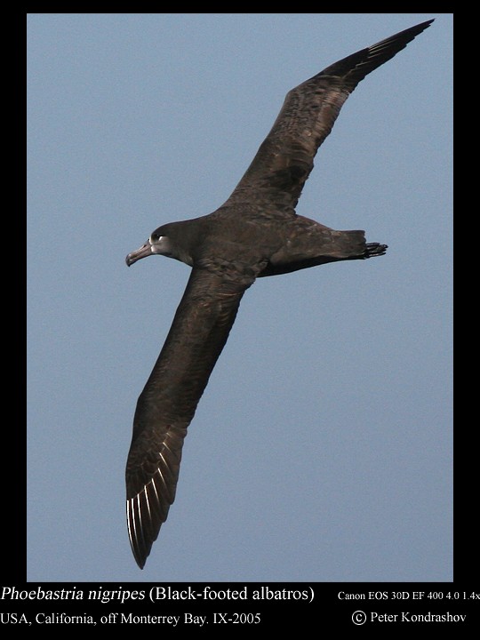 Albatros à pieds noirs - ML186324521