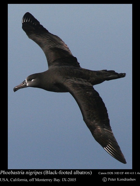 Black-footed Albatross - ML186324531