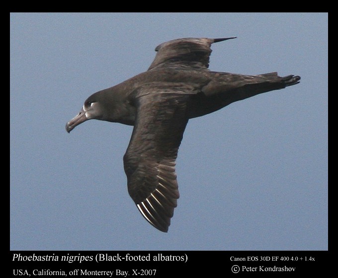 Black-footed Albatross - ML186324541