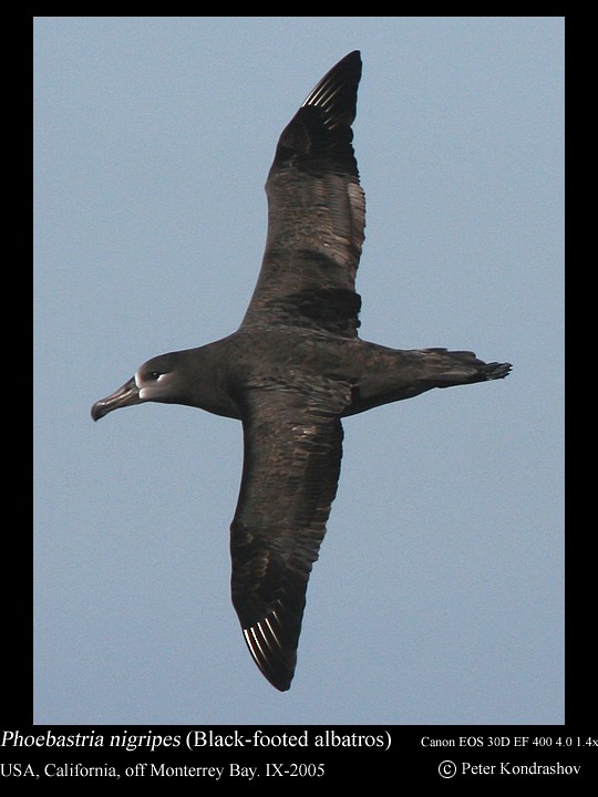 Albatros à pieds noirs - ML186324551