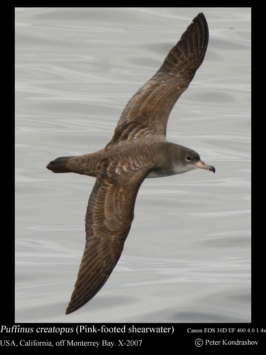 Pink-footed Shearwater - ML186324641