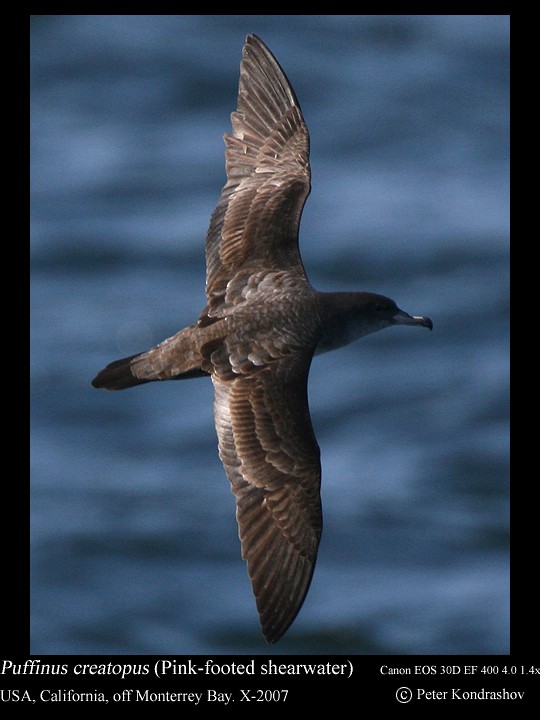 Pink-footed Shearwater - ML186324661