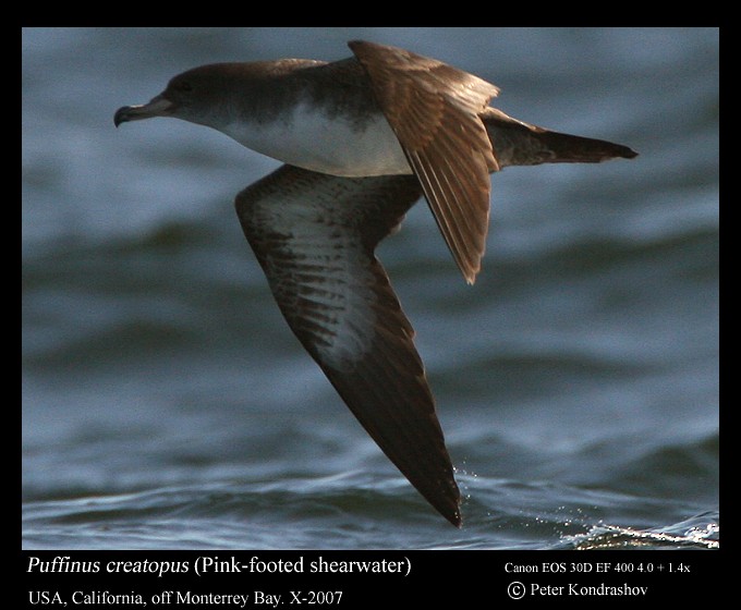 Pink-footed Shearwater - ML186324681
