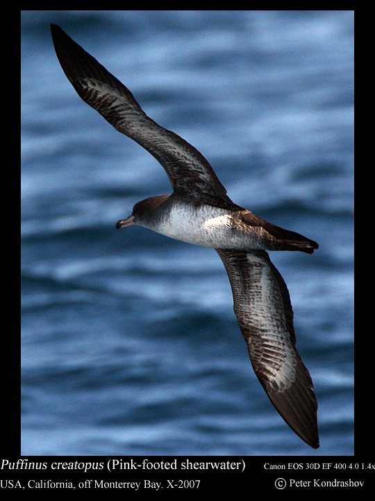 Pink-footed Shearwater - ML186324691