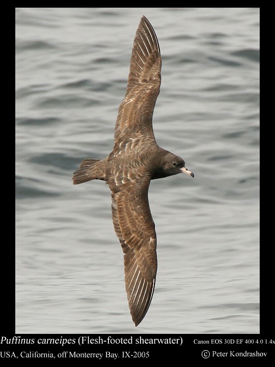 Flesh-footed Shearwater - ML186324741