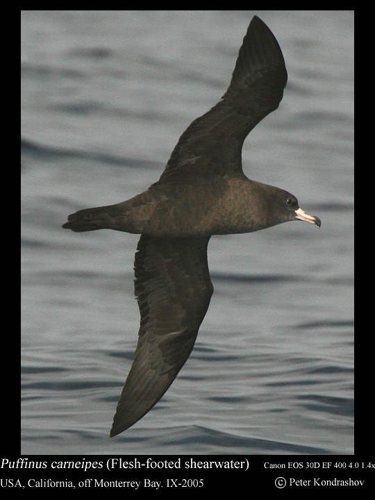 Flesh-footed Shearwater - ML186324761