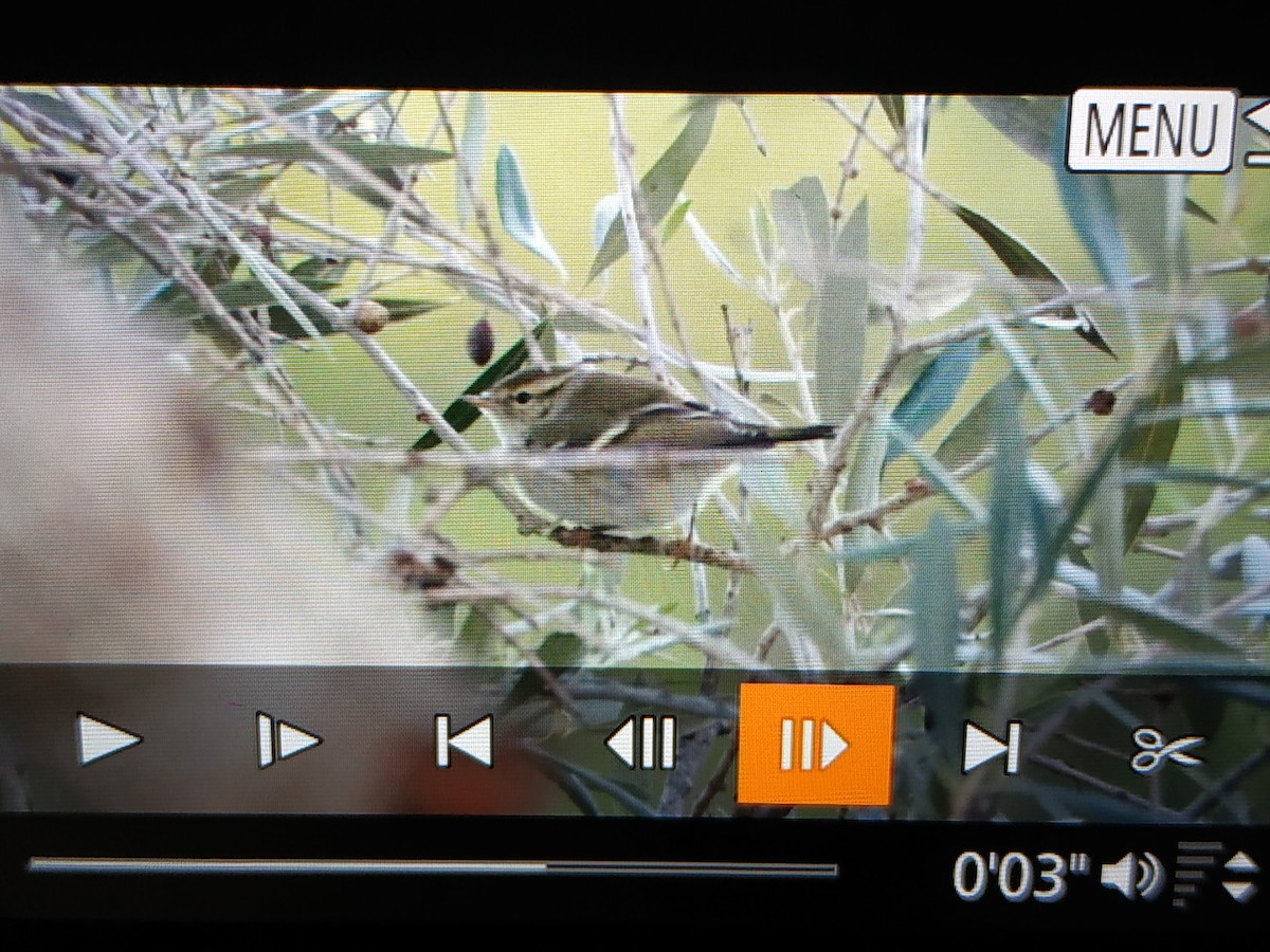 Yellow-browed Warbler - ML186326831