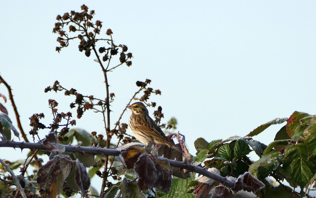 Savannah Sparrow - ML186327161