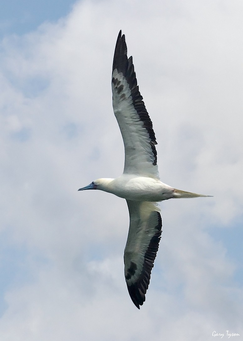 Red-footed Booby - ML186334781