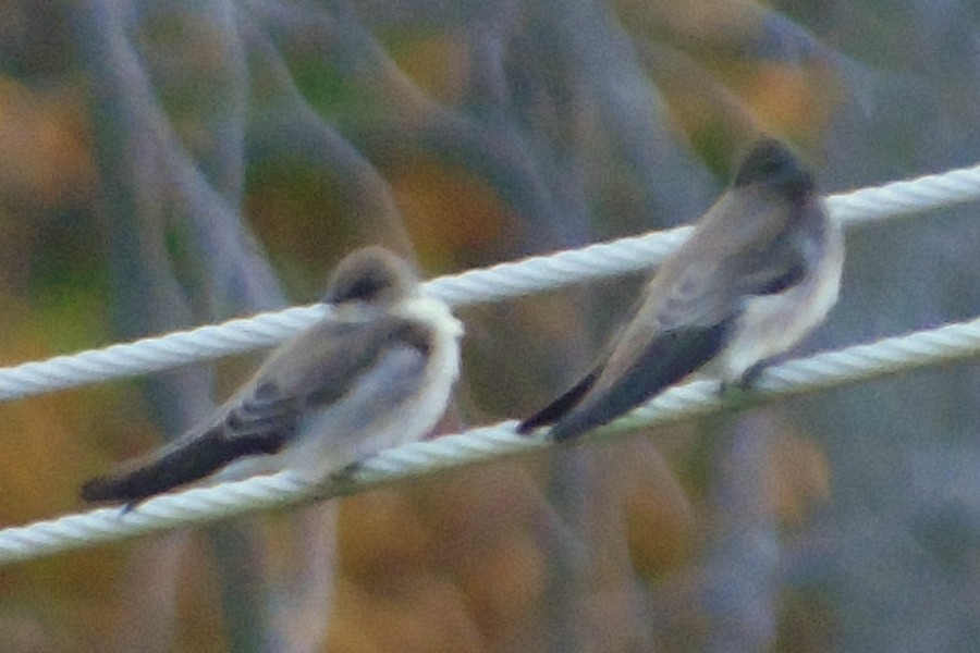 Northern Rough-winged Swallow - ML186337361