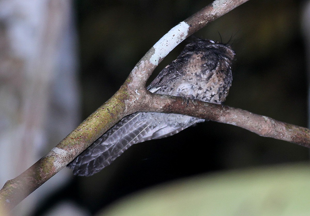 Wallace's Owlet-nightjar - Ashley Banwell