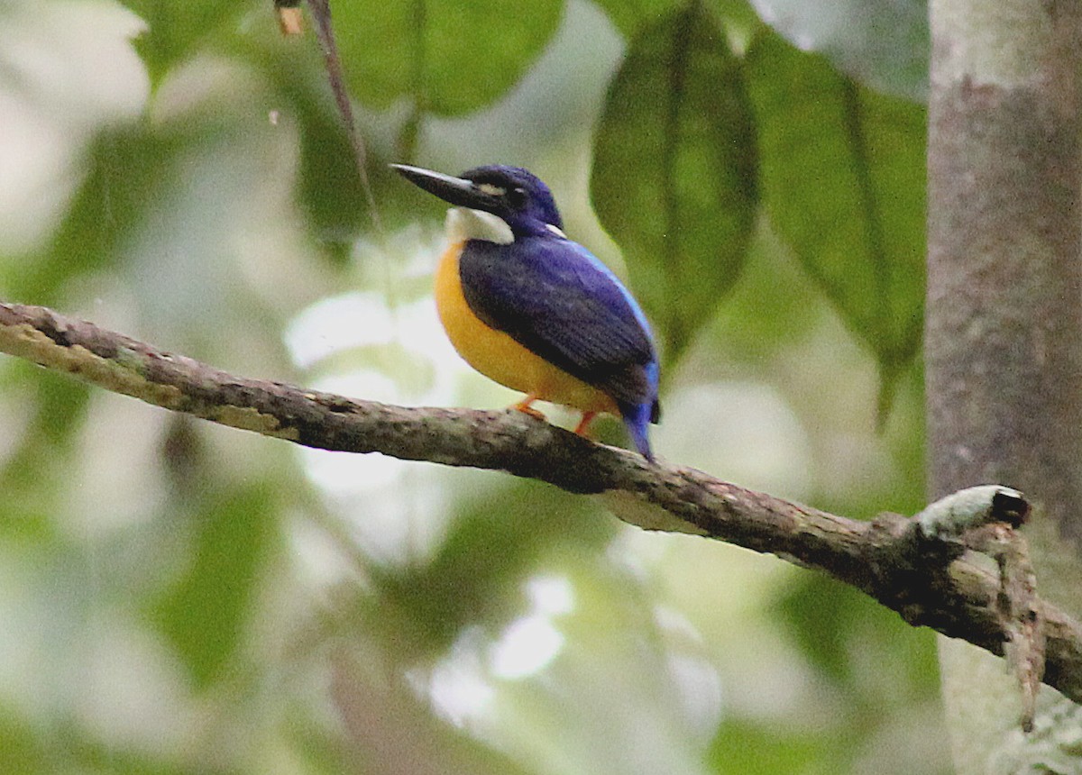 Papuan Dwarf-Kingfisher - ML186338321