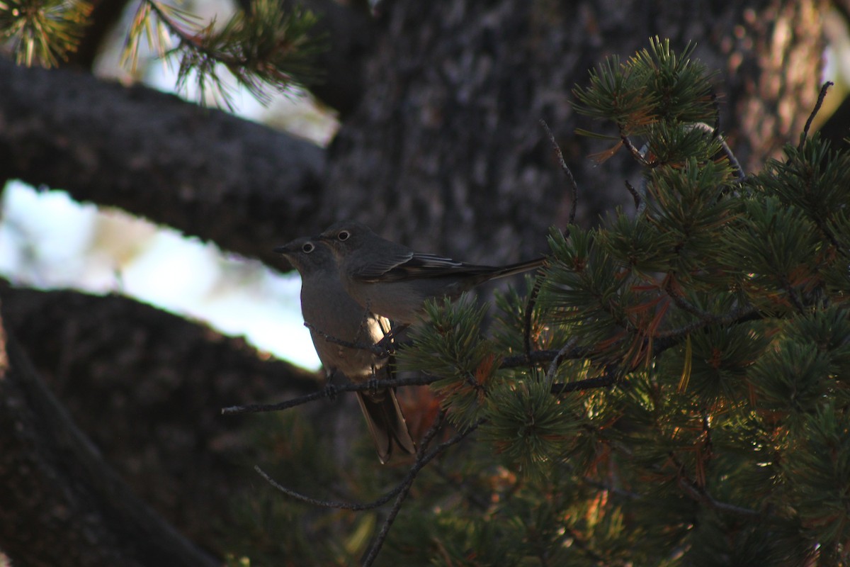 Townsend's Solitaire - Andrew Meiborg