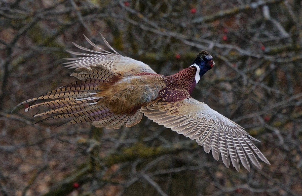 Ring-necked Pheasant - Daniel Coderre