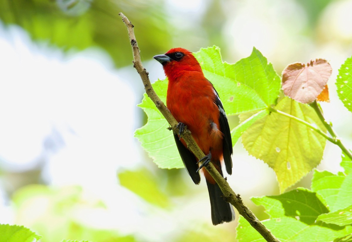 White-winged Tanager - ML186346471