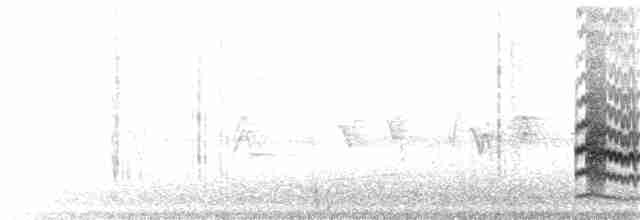 Weißbrustkleiber - ML186349221