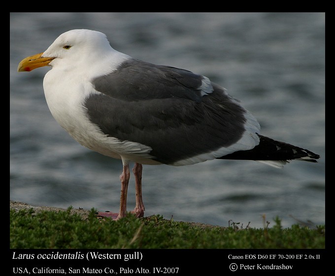 Western Gull - ML186349881