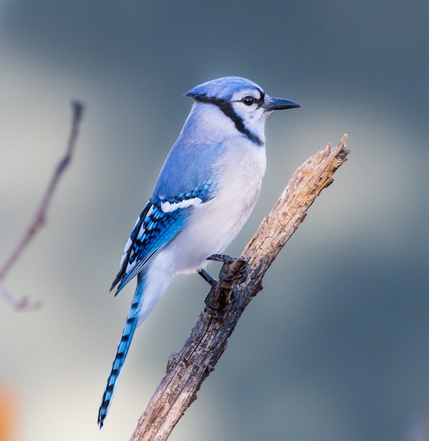 Blue Jay - Vermont eBird