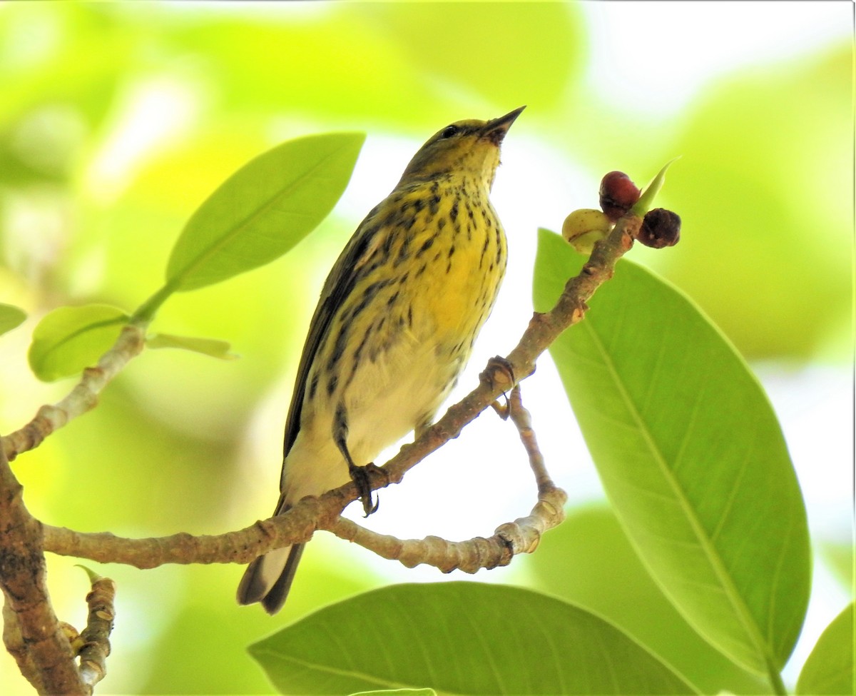 Cape May Warbler - ML186350281