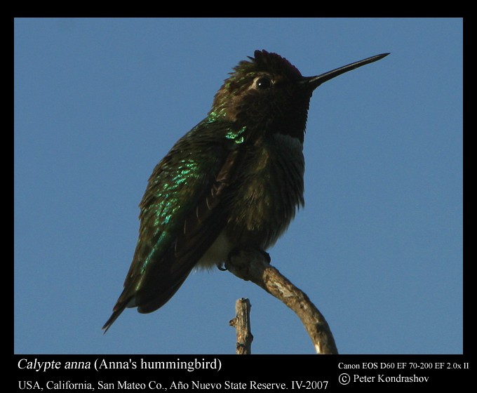 Anna's Hummingbird - ML186351911