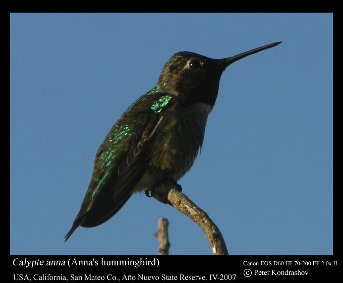 Anna's Hummingbird - Peter Kondrashov