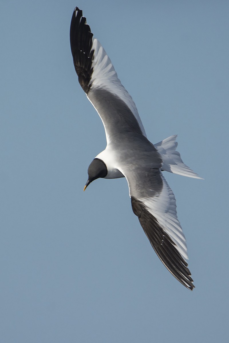 Sabine's Gull - Miguel Rouco