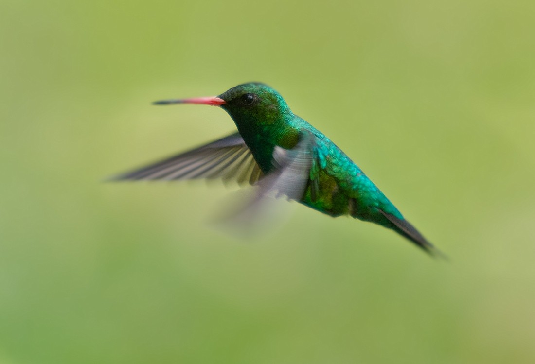 kolibřík lesklobřichý - ML186355101