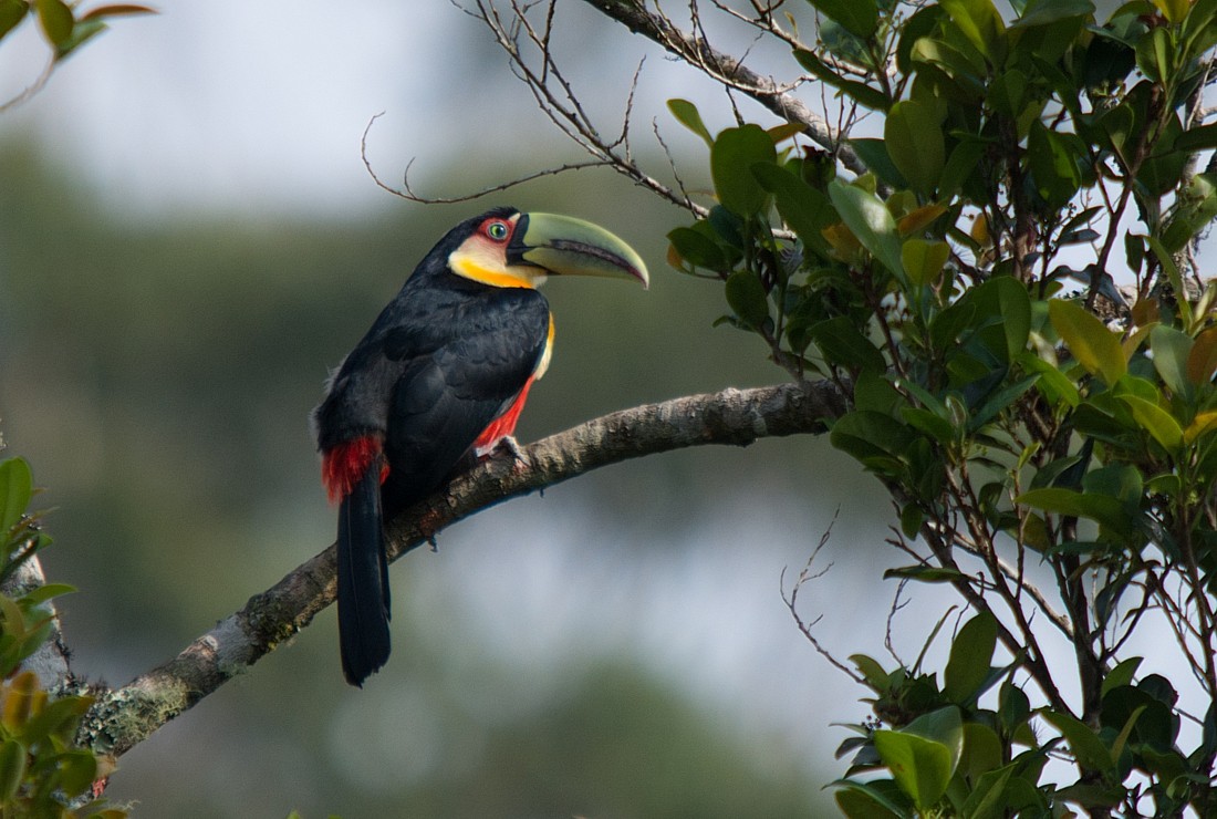 Red-breasted Toucan - ML186355191