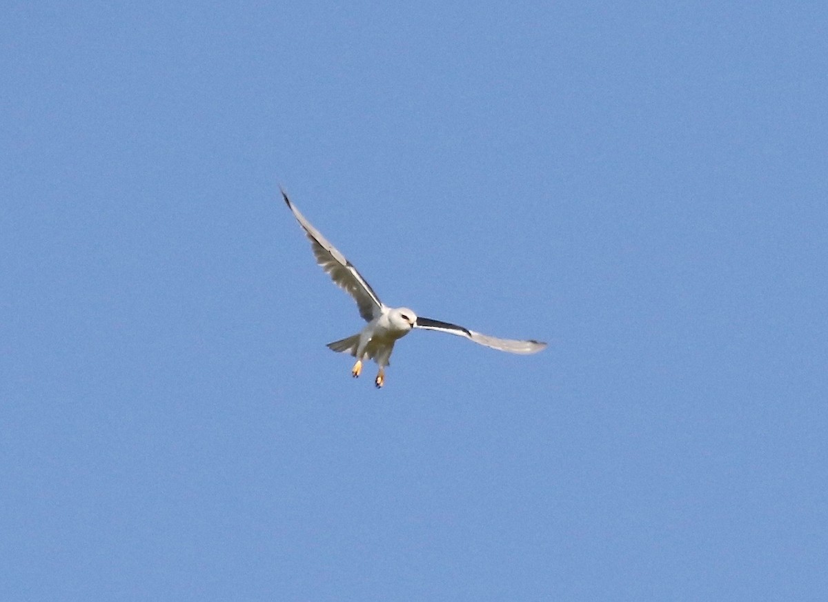 Black-winged Kite - Sandy Vorpahl
