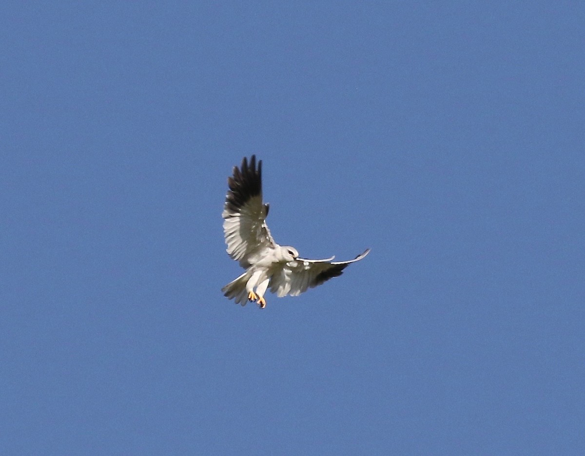 Black-winged Kite - ML186358811