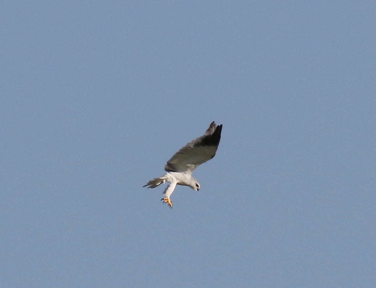 Black-winged Kite - Sandy Vorpahl
